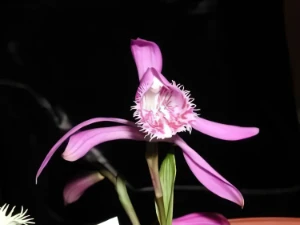 Bild von Pleione limprichtii 5